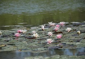 waterlily-1729904_1280-300×199